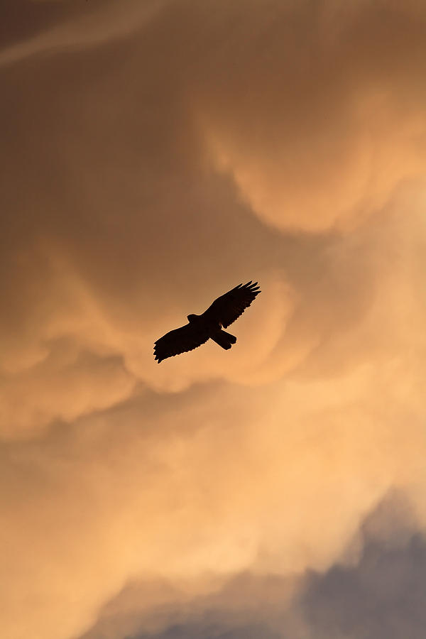 Red-tailed Hawk in flight in Saskatchewan Photograph by Mark Duffy