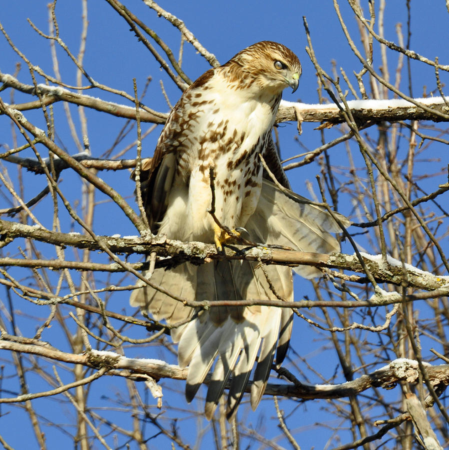 Red Tailed Hawk in Winter Photograph by Rodney Campbell