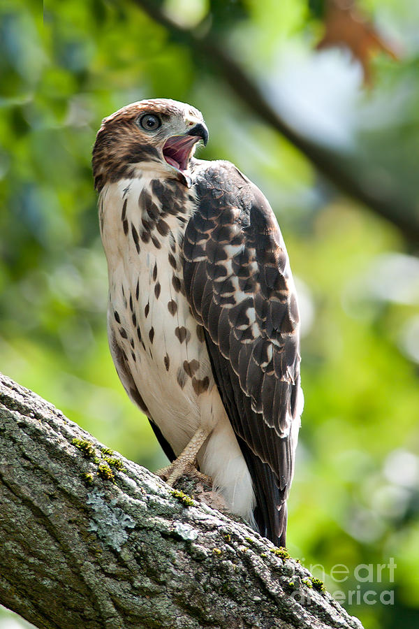 Red Tailed Hawk Photograph by Jean A Chang