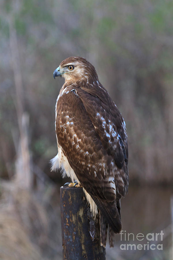 Red-tailed Hawk Photograph by Louise Heusinkveld