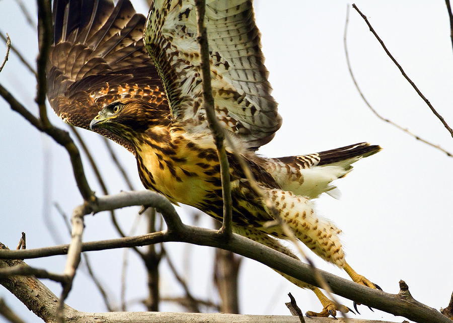 Red-tailed Hawk Photograph by Merle Ann Loman - Fine Art America