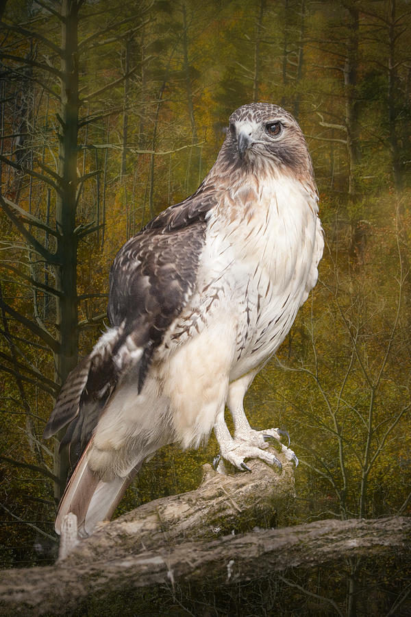 Red Tailed Hawk perched on a branch in the woodlands Photograph by Randall Nyhof