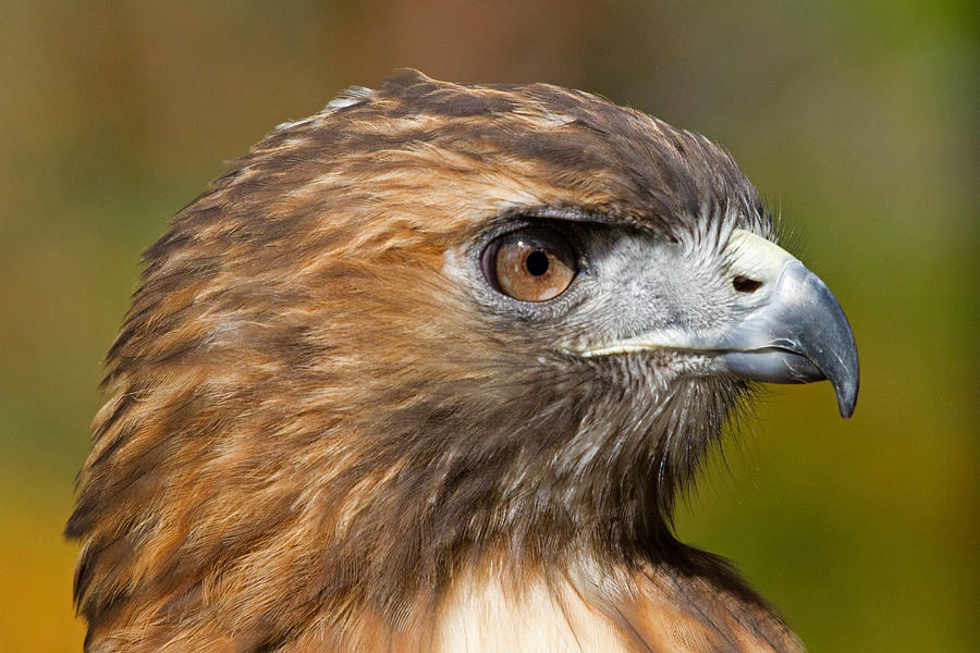 Red-tailed hawk portrait Photograph by David Freuthal