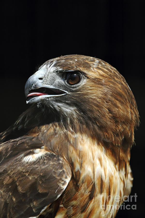 Hawk Photograph - Red-tailed Hawk portrait by John Van Decker
