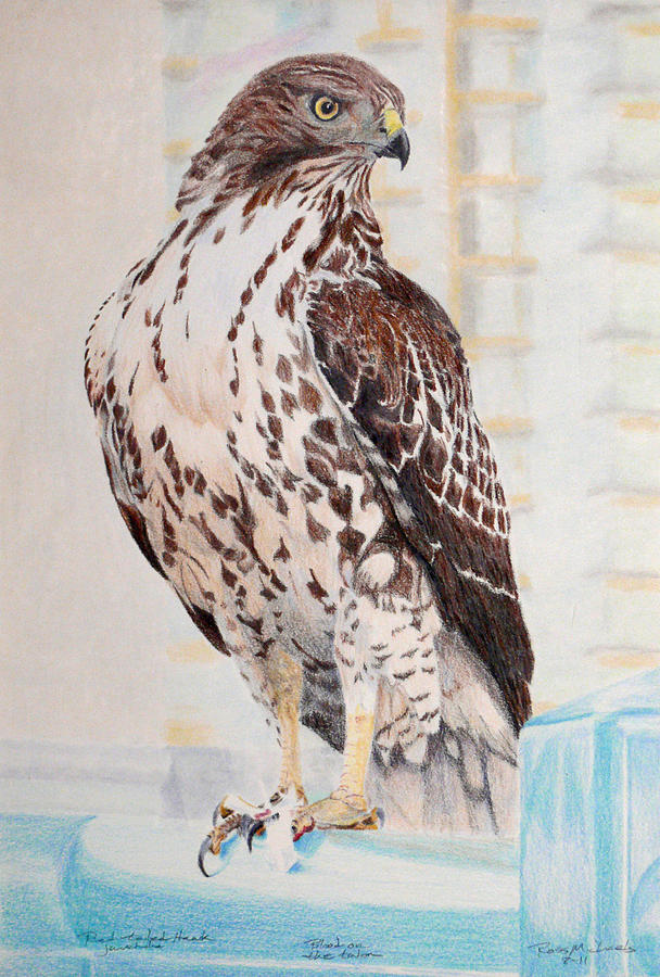 Hawk drawing hi-res stock photography and images - Alamy