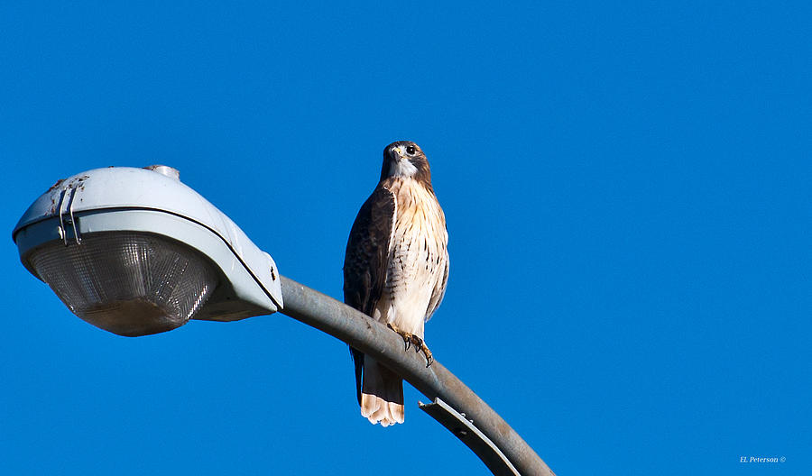 Red-tailed Hawk Surveying Territory Photograph by Ed Peterson