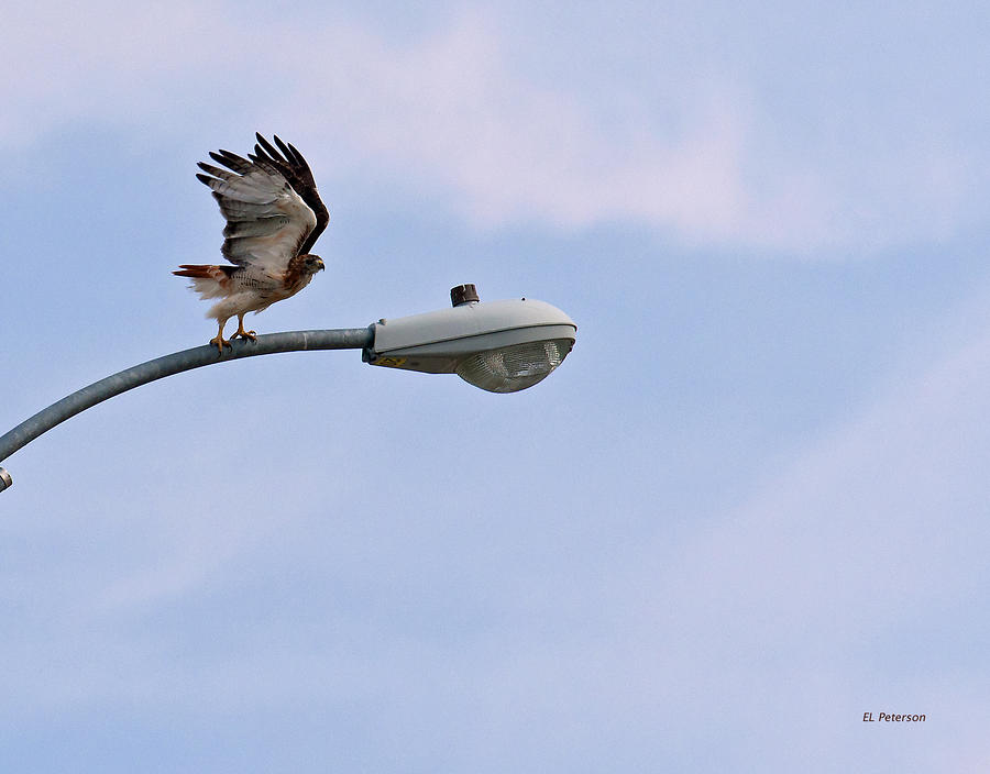 Red-tailed Hawk Taking Off Photograph by Ed Peterson