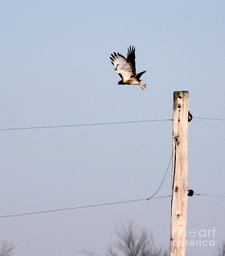 Red Tailed Hawk Photograph by Ursula Lawrence - Fine Art America