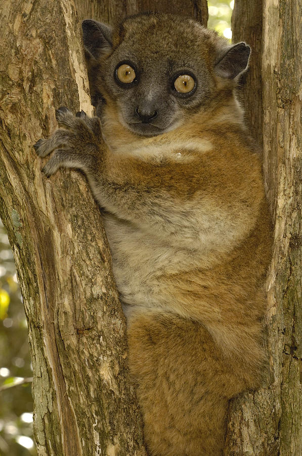 Red-tailed Sportive Lemur Lepilemur Photograph by Pete Oxford