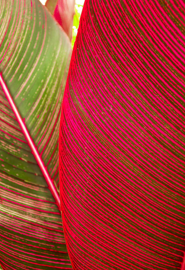 Abstract Photograph - Red Ti Leaves by Joe Carini - Printscapes