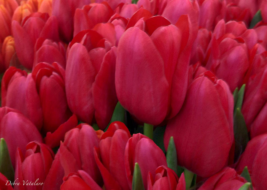 Red Tilup Blooms Photograph by Debra     Vatalaro