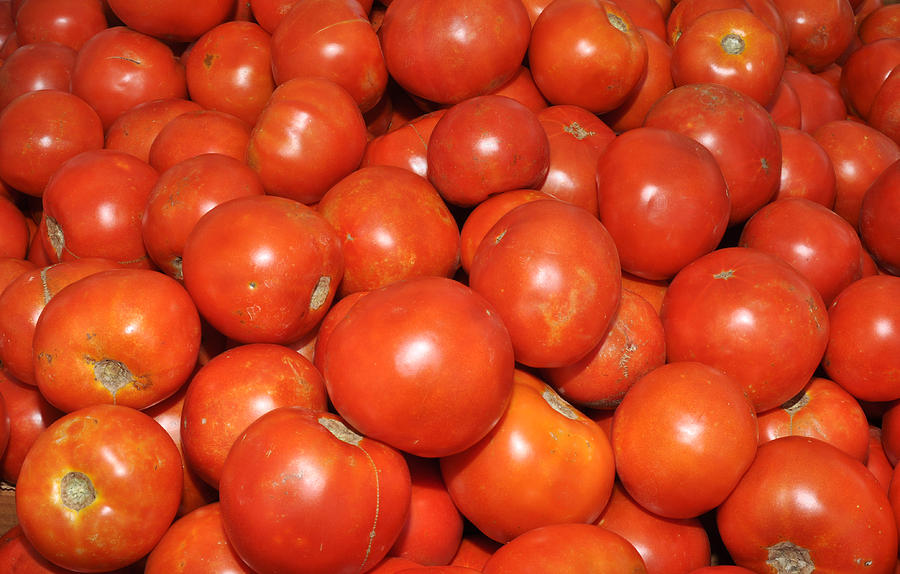 Red Tomatoes Photograph by Diane Lent
