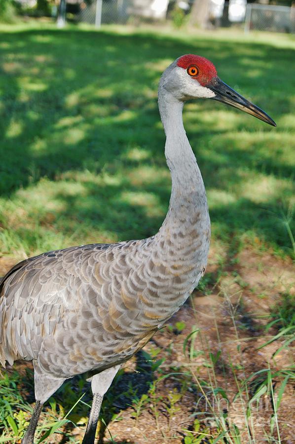 Red Top Crane Photograph by Susie Moore - Fine Art America