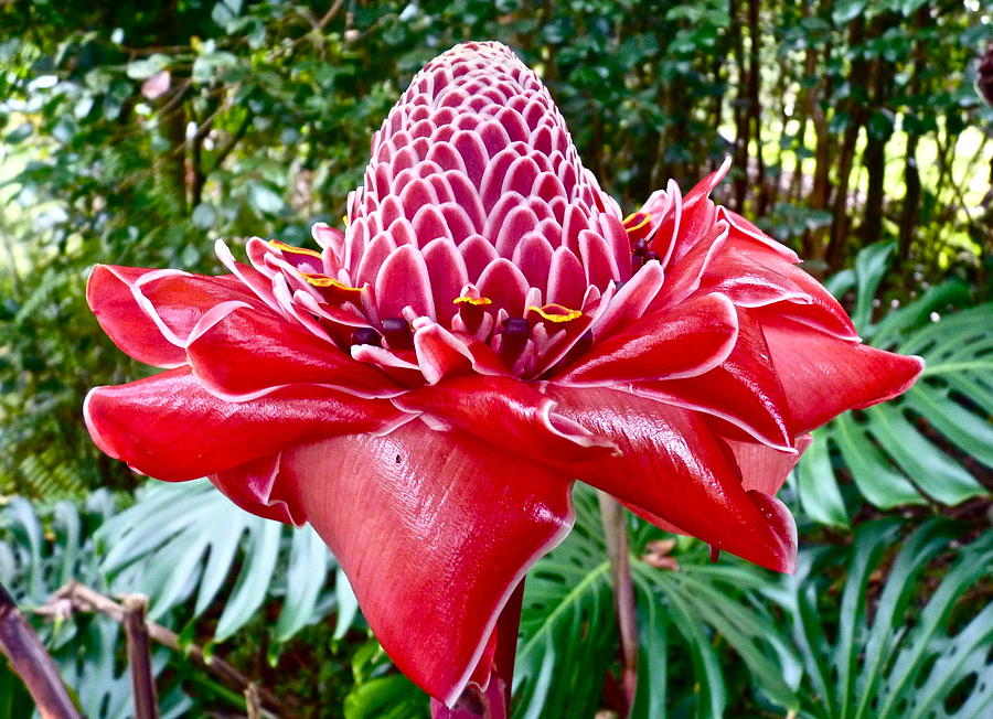  Red Torch Ginger  Photograph by Bryn Berg