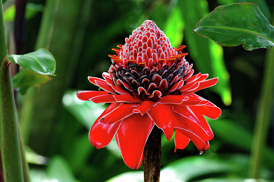 Red Torch Ginger  Photograph by Harry Spitz