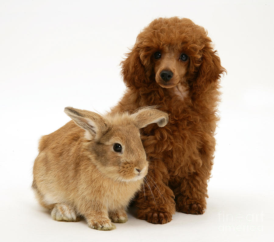 Red Toy Poodle Pup With Lionhead-cross Photograph by Mark Taylor