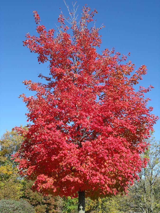 Red Tree Purity Photograph by Brian Maloney | Fine Art America