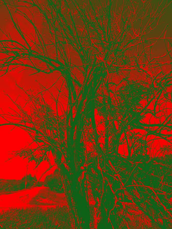 Tree Digital Art - Red tree by Vasil Georgiev