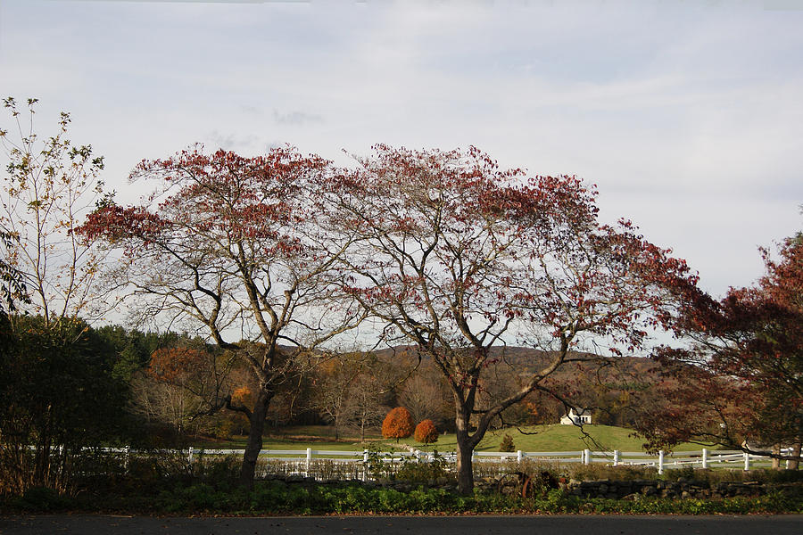 Red Trees and Green Pastures Photograph by Margie Avellino