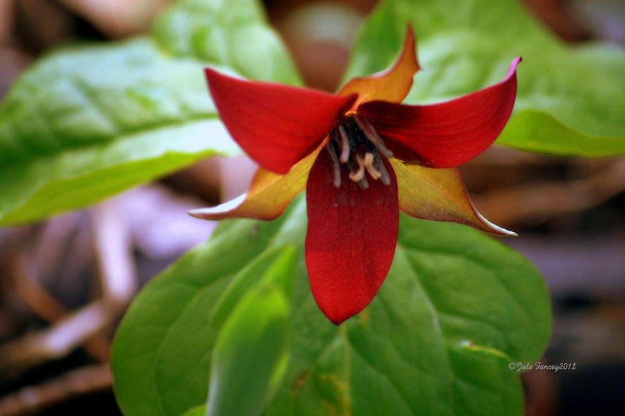 Red Trillium Photograph by Jale Fancey