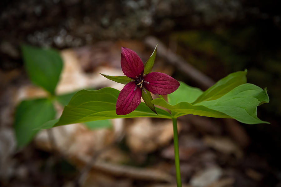 Nature Photograph - Red Trillium by Robert Clifford