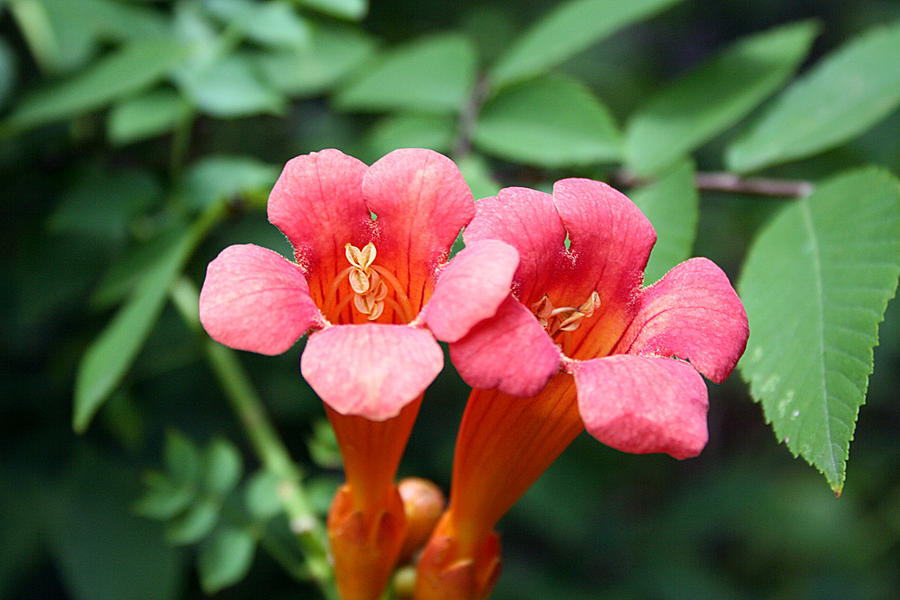 Red Trumpets Photograph by Ester McGuire | Fine Art America