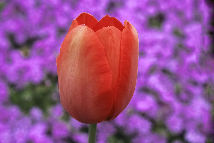 Red Tulip And Purple Flowers Photograph by Barbara Dean