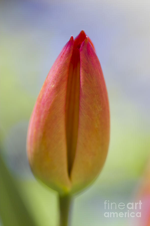 Red Tulip Bud Photograph by Heiko Koehrer-Wagner