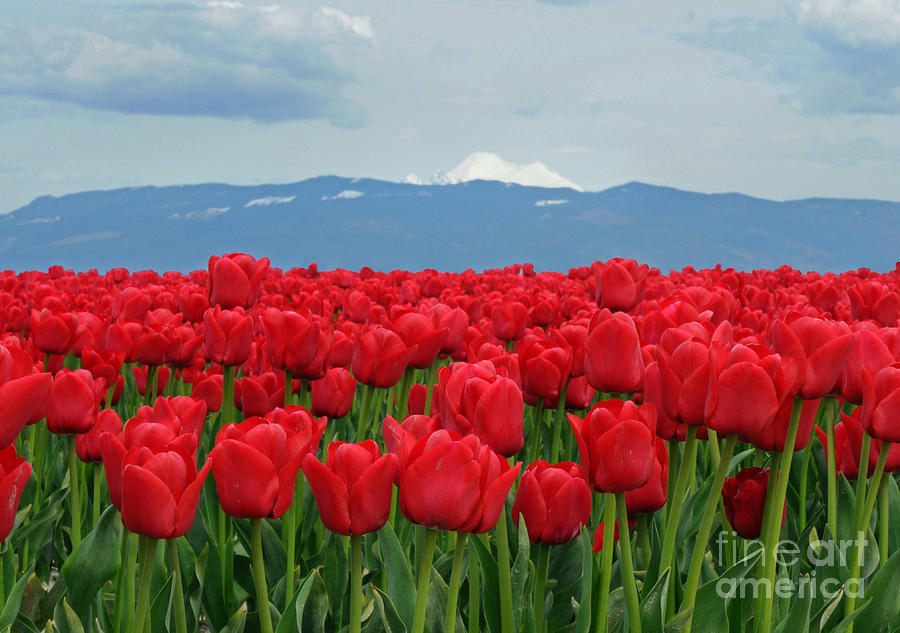 Red Tulip Fields Photograph by Vivian Christopher