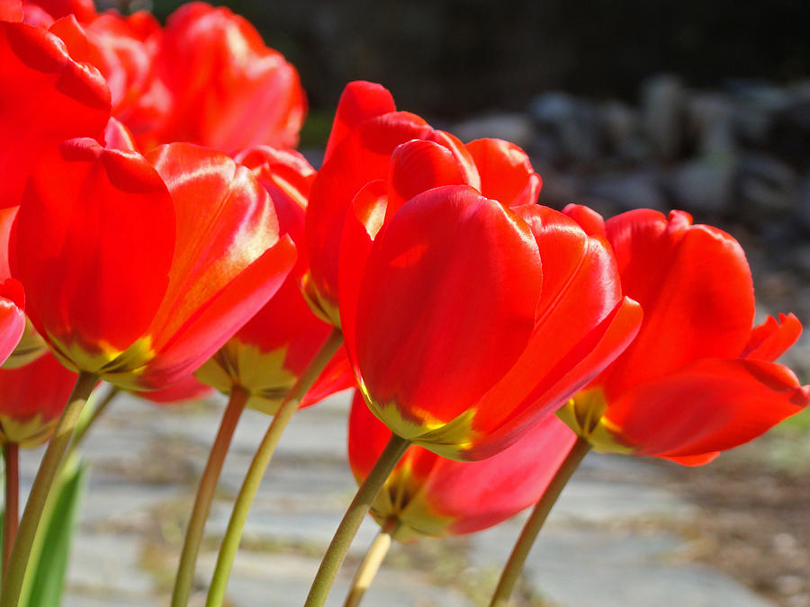 Red Tulip Flowers Art Prints Spring Florals Photograph by Baslee Troutman