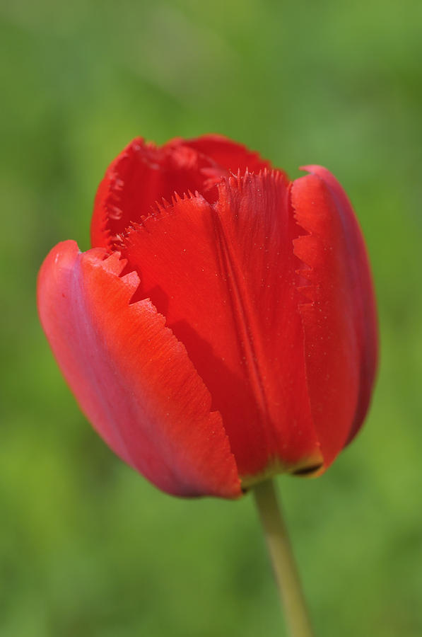Red Tulip Green Background Photograph