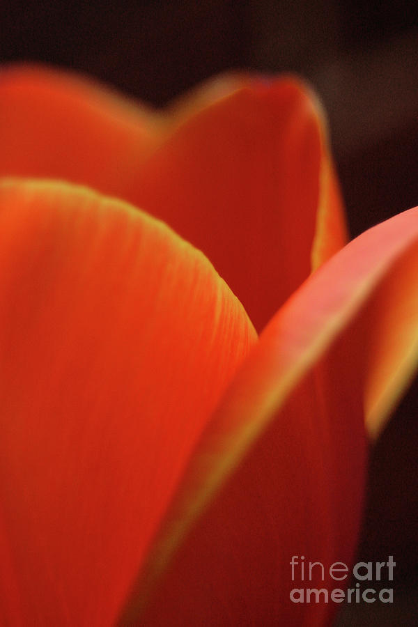 Red Tulip Photograph by Jeannette Hunt