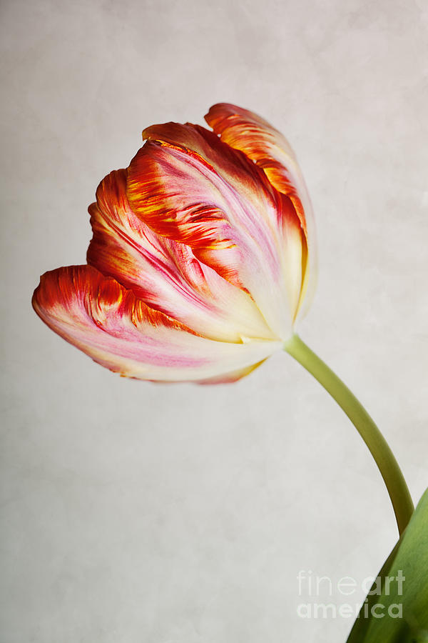 Easter Photograph - Red Tulip by Nailia Schwarz
