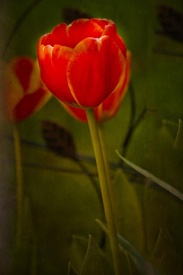 Red Tulip on Texture Photograph by Bill Barber