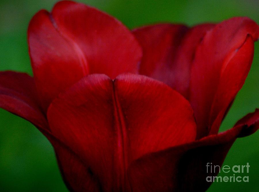 Red Tulip Photograph by Ronald Grogan