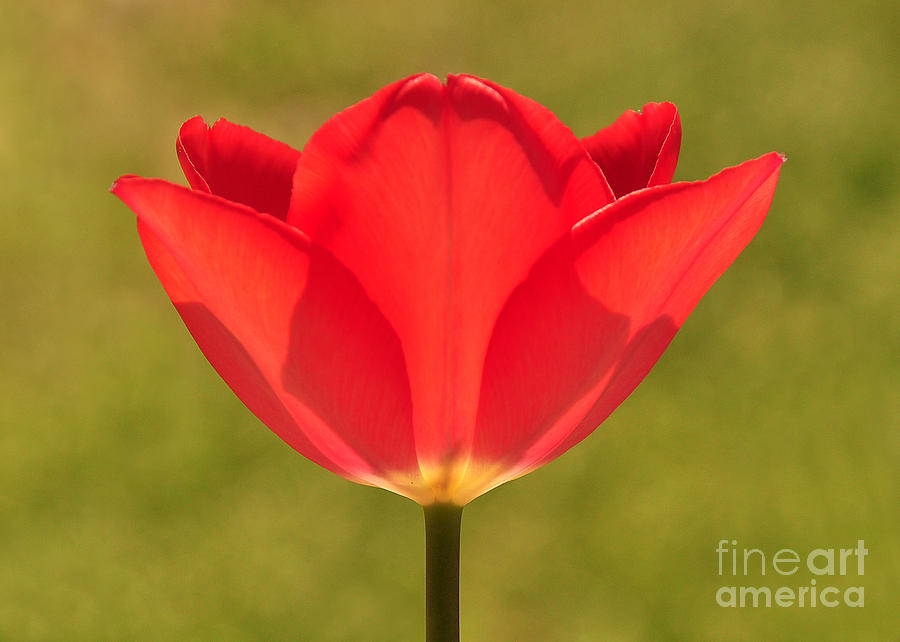 Red Tulip Photograph by Susan Cliett