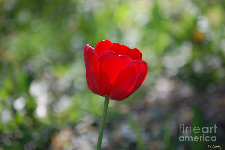 Only but a Single Tulip Photograph by Susan Stevens Crosby
