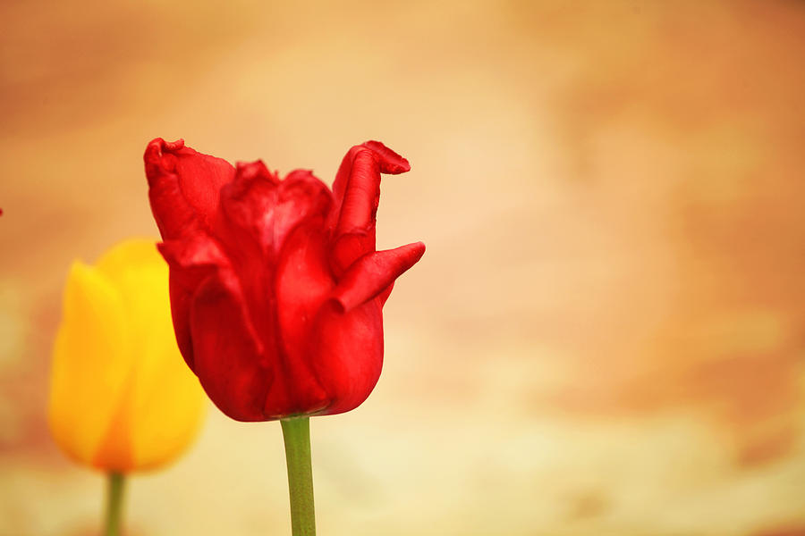 Red Tulip Photograph by Toni Hopper