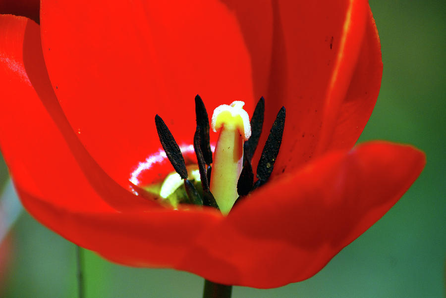 Red Tulip Photograph by Wanda Jesfield
