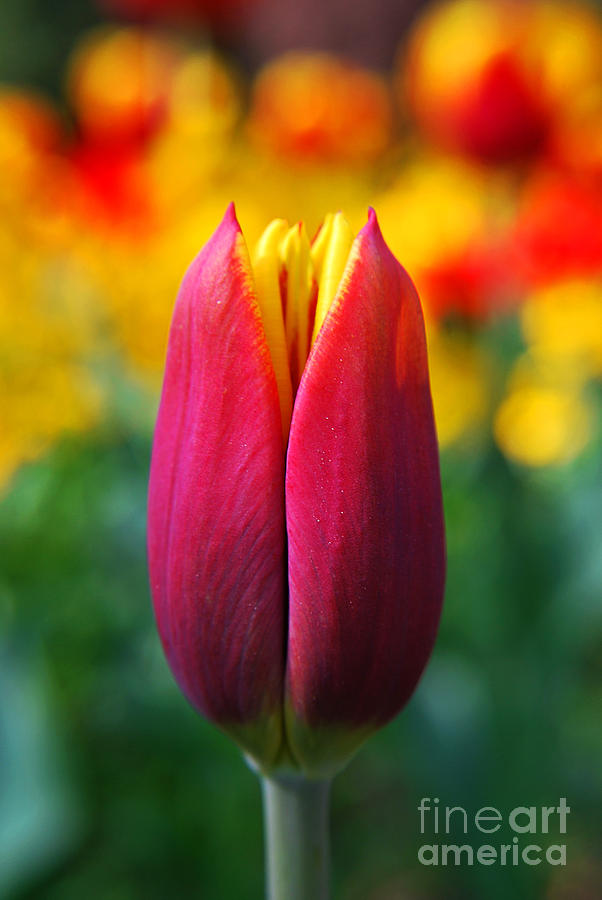 Red Tulip Photograph by Yhun Suarez