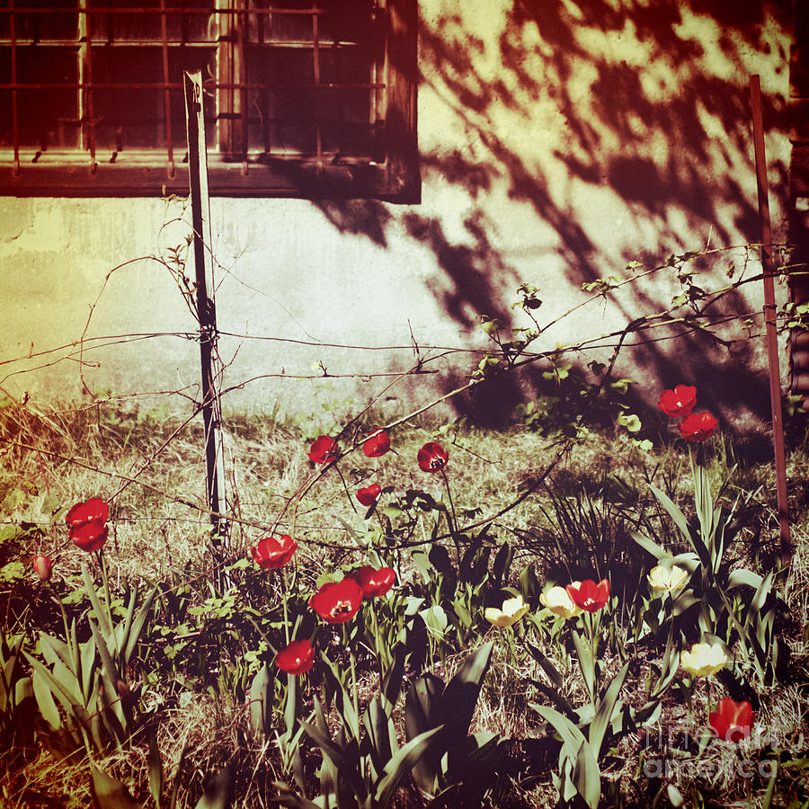 Red tulips and window Photograph by Silvia Ganora
