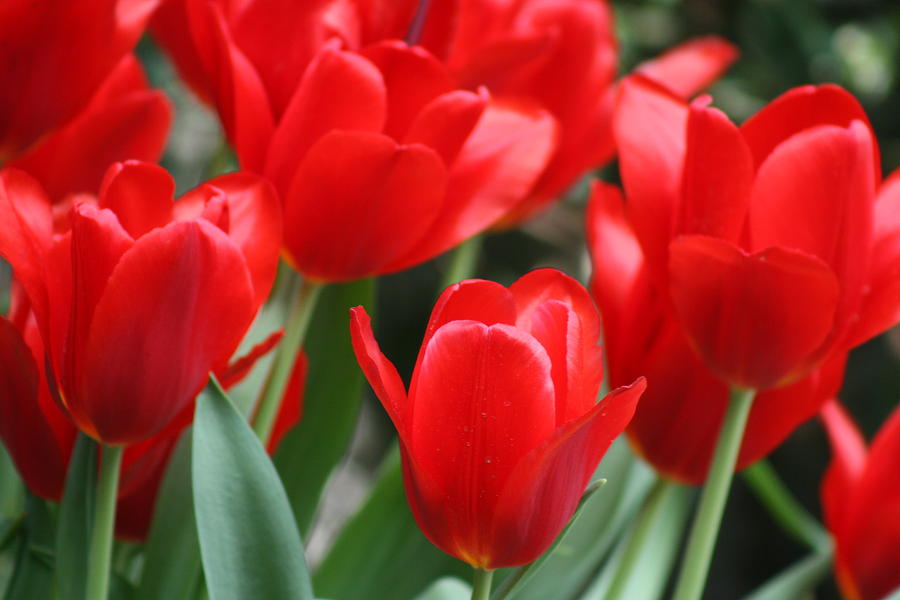 Red Tulips Photograph by Berta Barocio-Sullivan | Fine Art America