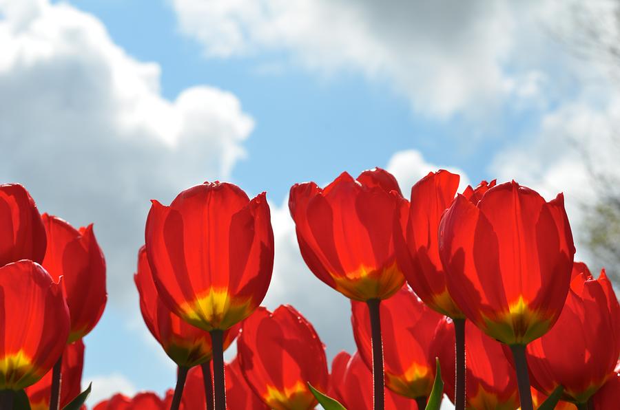 Red Tulips Photograph by Catherine Murton