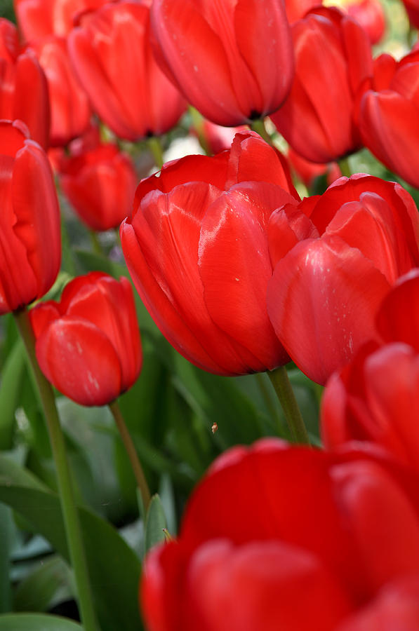 Red Tulips Close Up Photograph by Brandon Bourdages