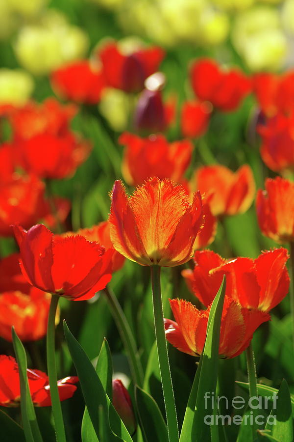 Red Tulips Photograph by Dariusz Gudowicz