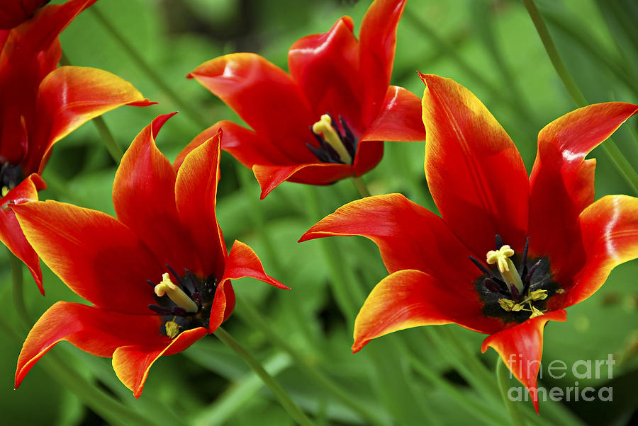 Tulip Photograph - Red tulips by Elena Elisseeva