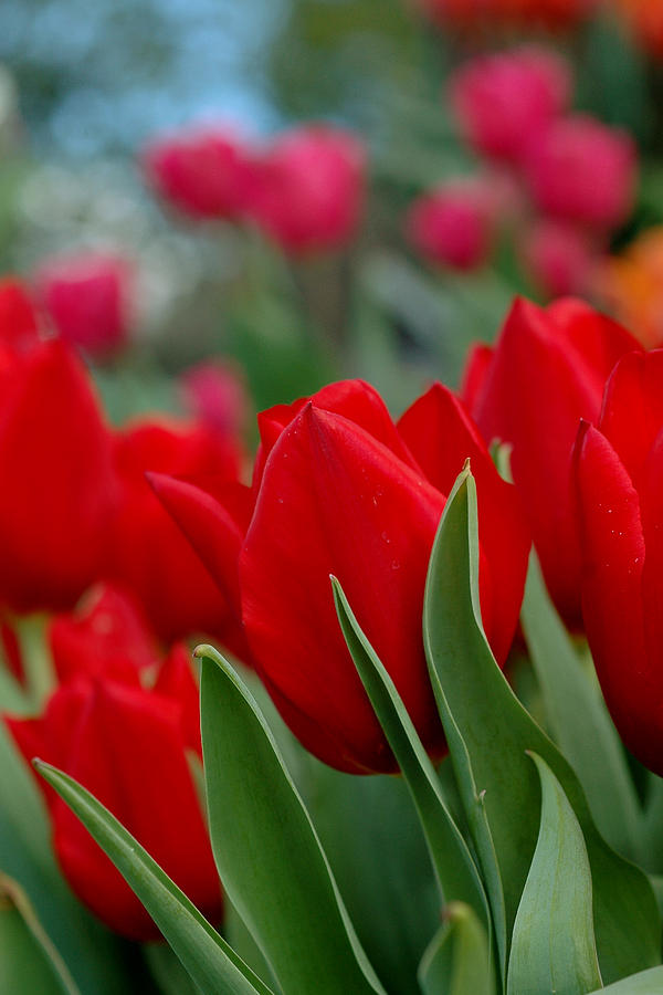Red Tulips Photograph by Joann Vitali