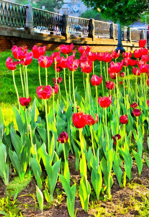 Red tulips Photograph by Michael Goyberg