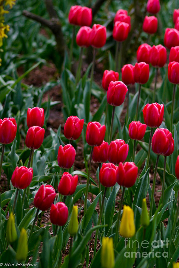 Red Tulips Photograph