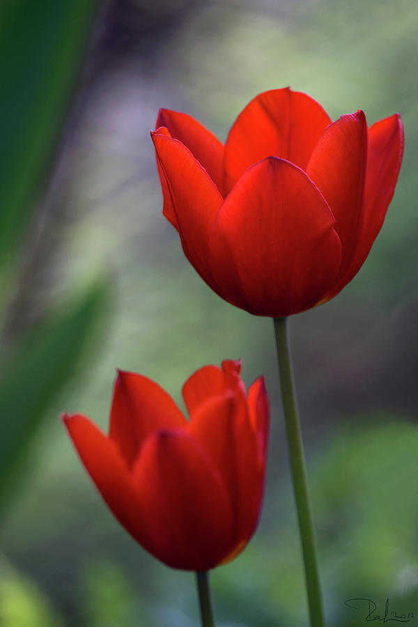 Red tulips Photograph by Raffaella Lunelli